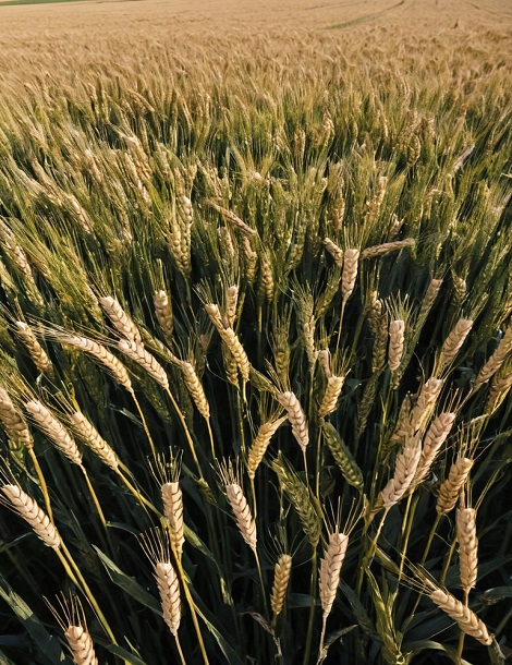 Earnest Farms Priavte Limited